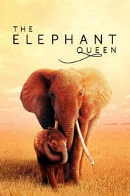 The Elephant Queen