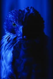 The Falconer's Legacy