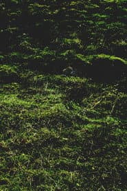 Untitled / Aubrac