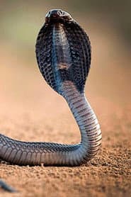 One Million Snake Bites