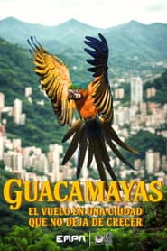 Guacamayas: El vuelo en una ciudad que no deja de crecer