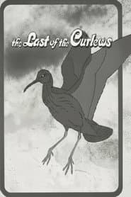 The Last of the Curlews