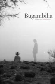 Bugambilia