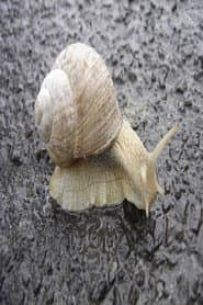 The Snail