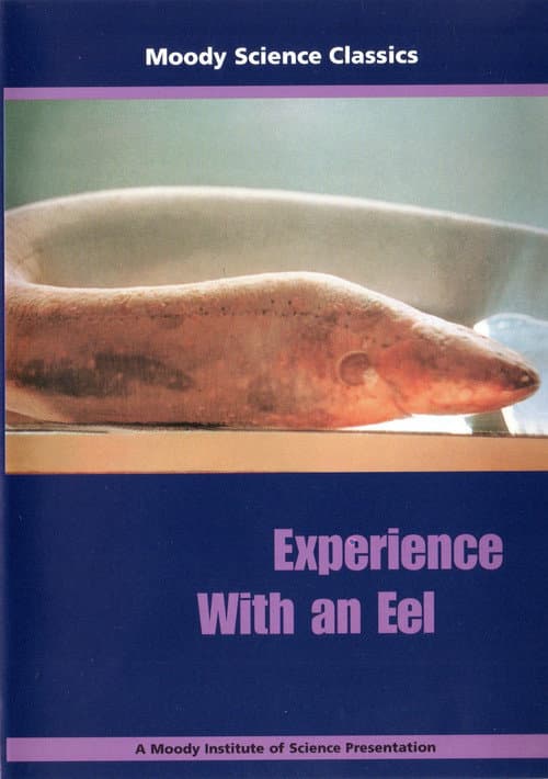 Experience With an Eel